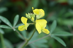 Crotalaria quinquefolia